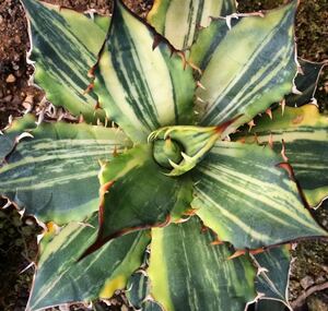 -Ns- ultimate beautiful rare agave chitanotatoli color finest quality total pattern 