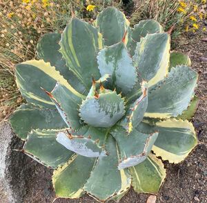 -Ns- the first .. rare agave gadala is lana. entering Jeremy stock 