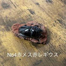 レギウスオオツヤクワガタ（赤WBレギペア・黒レギペア）　2ペア_画像7