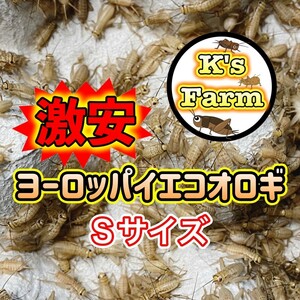 250匹+20%+(死着保証10%)　Sサイズ約(0.7～1cm)　激安ヨーロッパイエコオロギ　