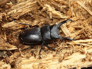 長野県産コクワガタ1ペア