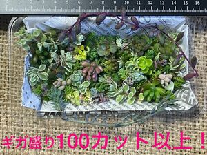 【寄せ植えに！】自家製　多肉植物　草系セダム中心のギガ盛りお弁当［24］