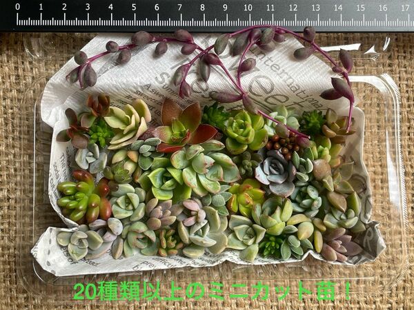 【ミニサイズ！】多肉植物　寄せ植えの隙間にピッタリなミニカット苗のお弁当⑨