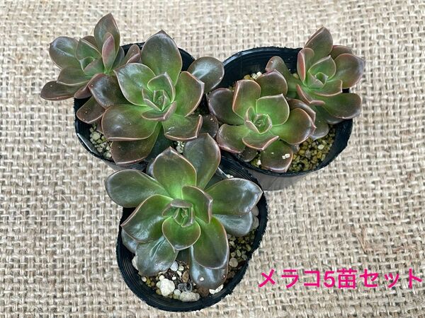 【多肉丼にも！】多肉植物　エケベリア　メラコ抜き苗5苗セット