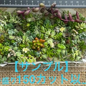 【寄せ植えに！！】自家製　多肉植物　草系セダム中心のギガ盛りよりたっぷりテラ盛りお弁当［21］