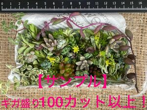 【寄せ植えに！】自家製　多肉植物　草系セダム中心のギガ盛りお弁当［31］