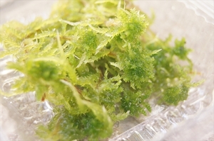 # Kyoto production raw mizgoke cultivation goods 50 branch raw water moss / orchid cultivation * moss cultivation kokedama kokelium terrarium aquarium moss bonsai tube UB35