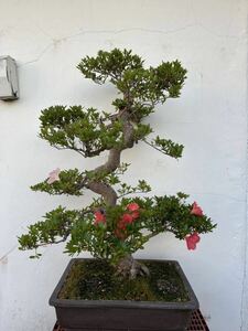  Rhododendron indicum солнечный свет 3 цвет бонсай 