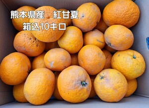 熊本県産　紅甘夏　箱込10キロ