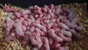 * domestic production freezing pink mouse M 100 pcs.