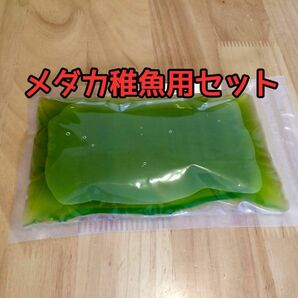 メダカ稚魚用エサセット