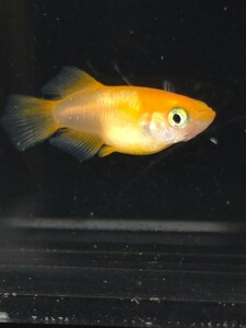 【IMC日本支部長】●楊貴妃ダルマ6匹＋兄弟魚普通体型♀1　現物出品