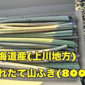 北海道産 天然 無農薬 山ふき 山ぶき 採れたて山菜 約800g