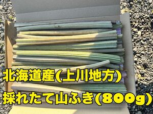 北海道産 天然 無農薬 山ふき 山ぶき 採れたて山菜 約800g