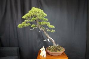 . leaf pine ( large goods ) (060519)