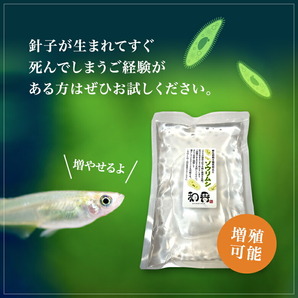 送料無料★ゾウリムシ 種水500ml+培養餌100回分のセット めだかグッピーベタ金魚の稚魚シュリンプの生餌 ミジンコクロレラPSB同梱可の画像3