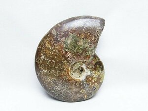 誠安◆極品天然AAAAAアンモナイト化石[T723-1606]