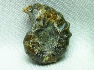 誠安◆超レア最高級超美品天然ドゥビレイセラス 化石[T723-948]