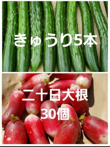 きゅうり5本　二十日大根30個