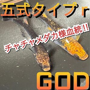 【三陸メダカfarm】チャチャメダカ様血統五式タイプrGOD有精卵20個＋α 竜章鳳姿クラミツハ炎楊貴妃オロチ幹之ビオトープ