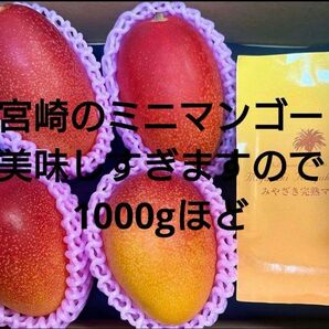 美味しすぎます　宮崎大玉ミニマンゴー4玉1000gほど 完熟マンゴー みやざきマンゴー 宮崎県産 宮崎完熟マンゴー