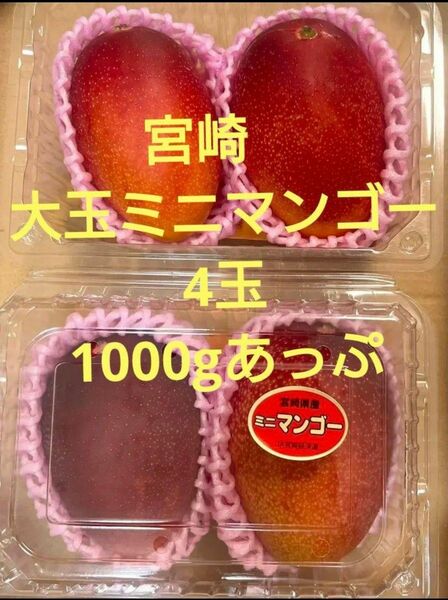 美味しすぎます　宮崎大玉ミニマンゴー4玉で1000gあっぷ