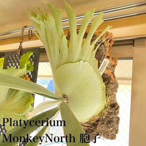 P.Monkey North.. Monkey North staghorn fern 
