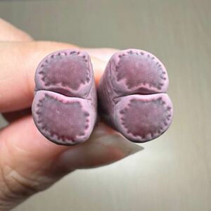 多肉植物　リトープス　紫ロキシー　双頭