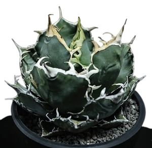 TB3 special selection ultimate beautiful middle stock agave chitanota white . large stock finest quality a little over ... madness . lamp shape . leaf shape 