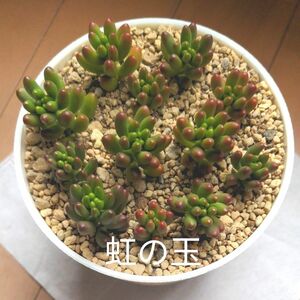 多肉植物　虹の玉　カット苗　12個＋おまけ付き　発根済　初心者向け　育てやすい