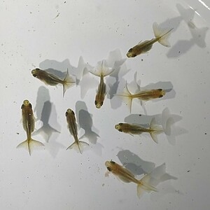 【よし蝶】トリカラー土佐錦　稚魚8匹（検索用　蝶尾　出目金　土佐金　金魚）