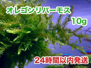 【お試し価格】オレゴンリバーモス 10g【無農薬】