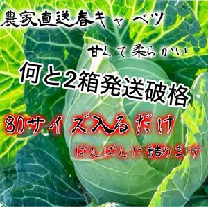 農家直送甘い春キャベツ約80サイズ入るだけ2箱発送！ 