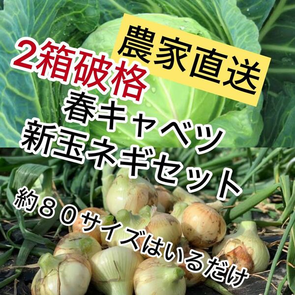 農家直送甘い春キャベツ、新玉ネギ約80サイズ入るだけ。2箱発送！