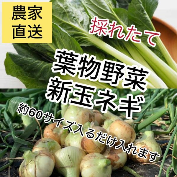 農家直送新玉ネギ葉物野菜セットダンボール入るだけ