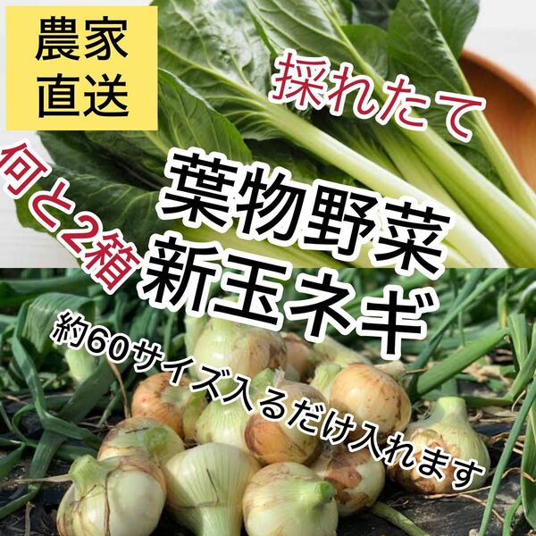 農家直送新玉ネギ葉物野菜セットダンボール入るだけ2箱