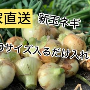 農家直送新玉ネギ約60サイズ入るだけ送料無料