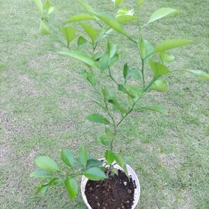 夏みかん苗木③ アゲハチョウ幼虫餌