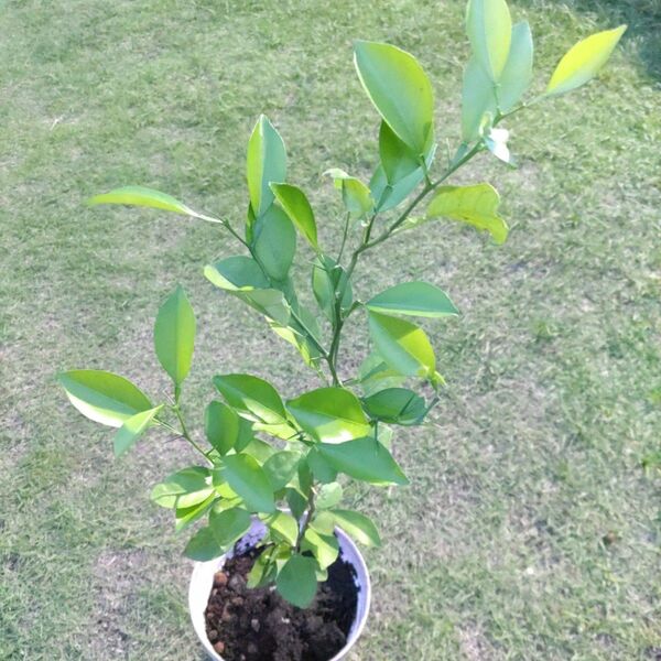 夏みかん苗木⑦ アゲハチョウ幼虫餌