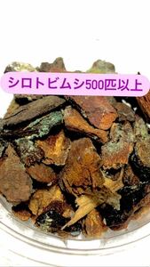 【死着補償有り】シロトビムシ500匹以上、上陸直後のカエルの餌などに。ヤドクガエル　カエル　昆虫エサ