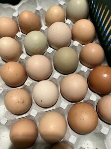 孵化用鶏有精卵10個