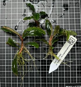 Bucephalandra sp. “Pakak 3” 【MF0417-5A】3株　ブセファランドラ MF便　水中葉