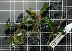 Bucephalandra sp. “Pakak 3” 【MF0417-5A】3株　ブセファランドラ MF便　水中葉