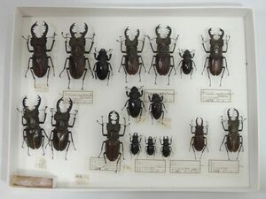  specimen Miyama stag beetle summarize 