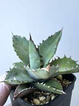 agave ( titanota x utahensis eborispina ) ハイブリッド アガベ チタノタ ユタエンシス エボリスピナ _画像5