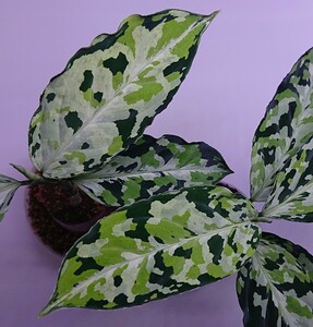 アグラオネマ ラプラス Aglaonema pictum Laplace UC Sibolga timur【AZ0213-5C】 