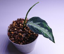 アグラオネマ ラプラス Aglaonema pictum Laplace UC Sibolga timur【AZ0213-5C】NO .Ａ _画像2