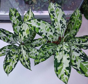 アグラオネマ ラプラス Aglaonema pictum Laplace UC Sibolga timur【AZ0213-5C】柄入り１株 　　　アグラオネマ Aglaonema 