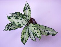 アグラオネマ　クシャトリヤ Aglaonema pictum Kshatriya UC from sibolga timur 【AZ 0313-1f】NO .1_画像1