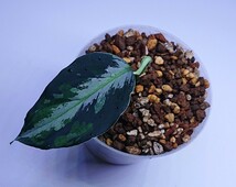 アグラオネマ ラプラス Aglaonema pictum Laplace UC Sibolga timur【AZ0213-5C】NO .Ａ _画像7